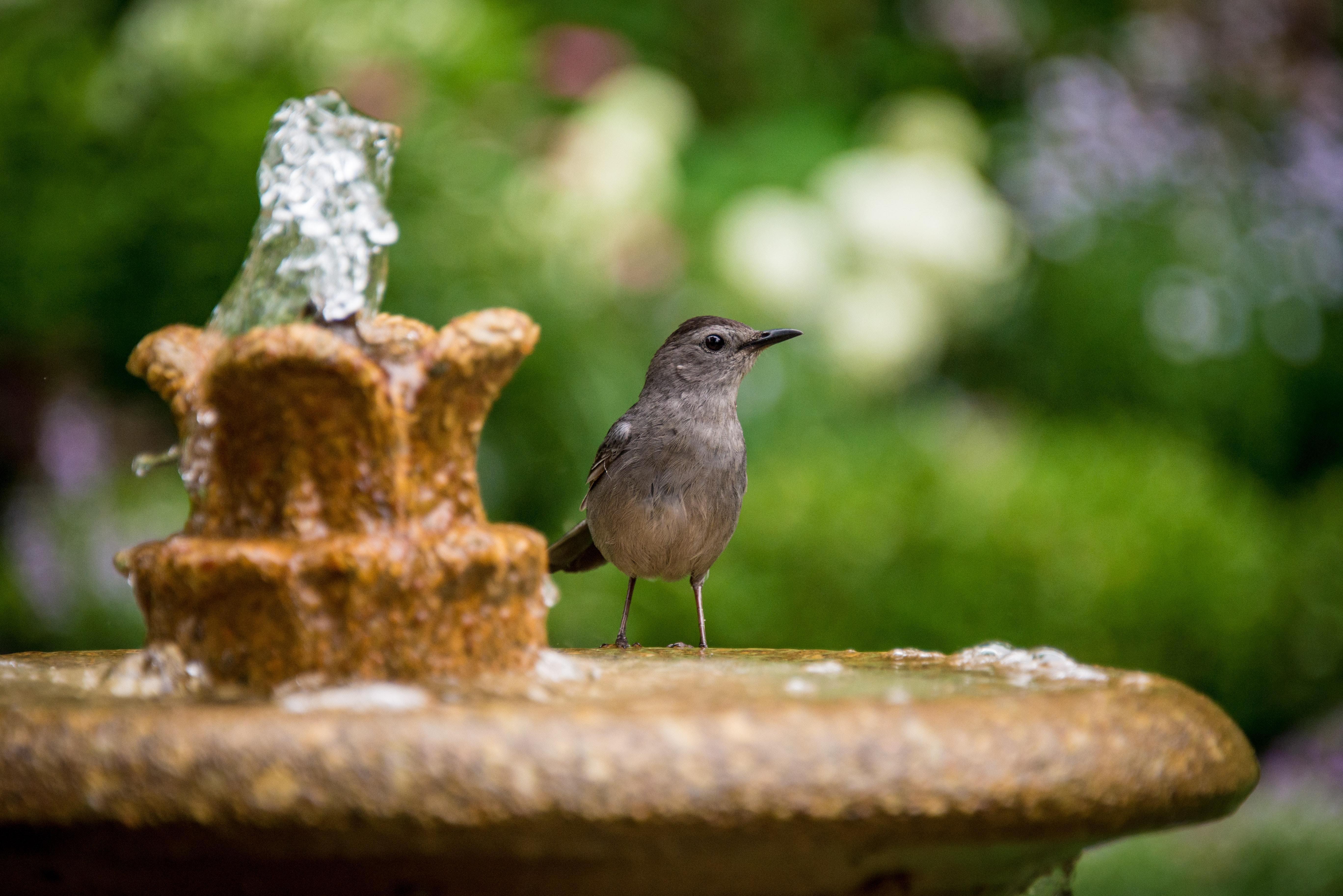 Bird in the fountain